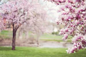 magnolia trees 556718 1920